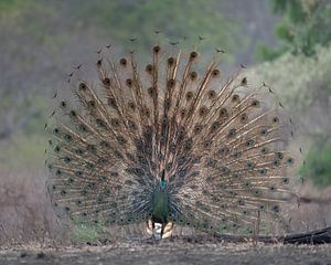 Ein schöner aufgefächerter Grüner Pfau