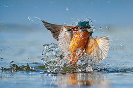 Eisvogel - Im Handumdrehen von Eisvogel.land - Corné van Oosterhout