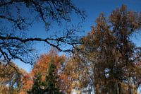 Herfst spiegeling in water
