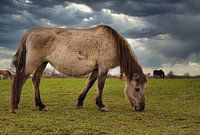 Wilde paarden tijdens een dreigende lucht