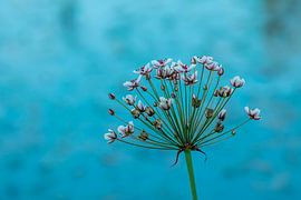 The swan flower is in bloom by Antje Verleg-Dijk