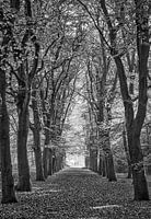 avenue of trees in autumn