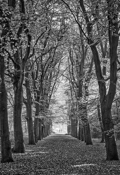 avenue of trees in autumn by Ed Dorrestein