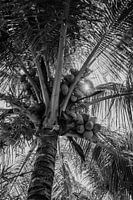 Palmtree