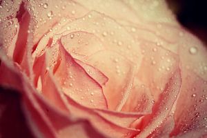 rose.... von Els Fonteine