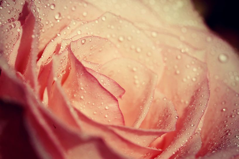 rose.... by Els Fonteine