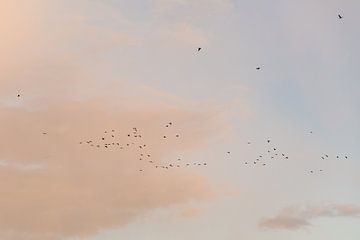 Roze vogelrijke zonsopkomst van Joke van Veen