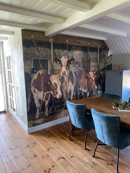 Customer photo: Dutch cows in an old barn by Inge Jansen, as wallpaper