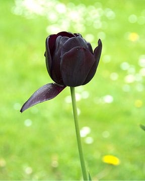De Zwarte Tulp van Ina Hölzel