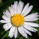 Daisy  -  sparkling drops by Christine Nöhmeier thumbnail