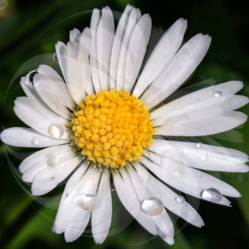 Daisy  - sprankelende druppels