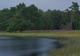 Dwingelderveld - Drenthe (Nederland)