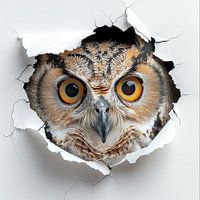 Owl from the wall