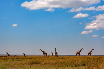 Giraffe Panorama van Peter Michel