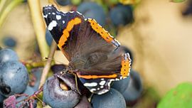 Butterfly by JW Image Solutions