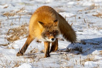 Rode vos in Hokkaido Japan van Erik Verbeeck