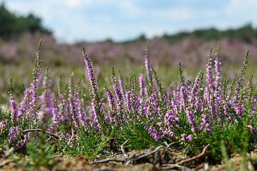 bloeiende heide