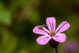 kleine roze bloemetje met bladluis. by mick agterberg