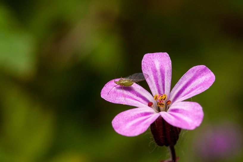 kleine roze bloemetje met bladluis. van mick agterberg