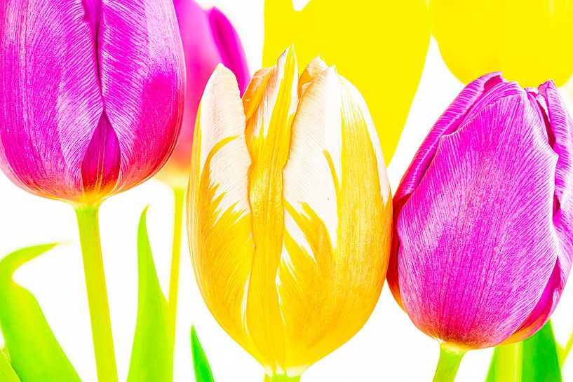 Brightly coloured tulips by Huub de Bresser