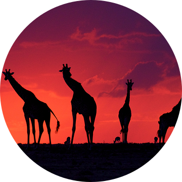 WereldNatuurFonds Coverfoto / Frans Lanting Award - Magic Masai Mara van Dirk-Jan Steehouwer