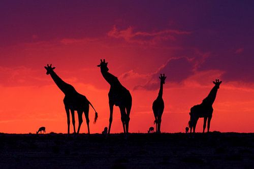 WorldNatureFund Cover photo / Frans Lanting Award - Magic Masai Mara