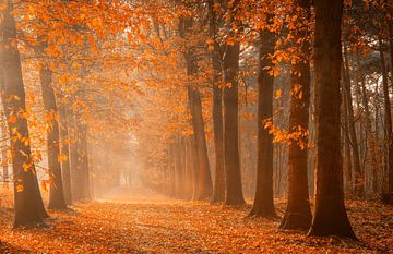 Autumn lane in the mast forest by Ilya Korzelius