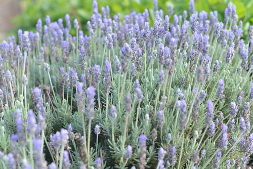 Duftender Lavendel in der Algarve - Portugal