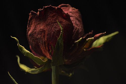 Stilleven van een roos