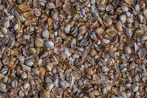 coquilles