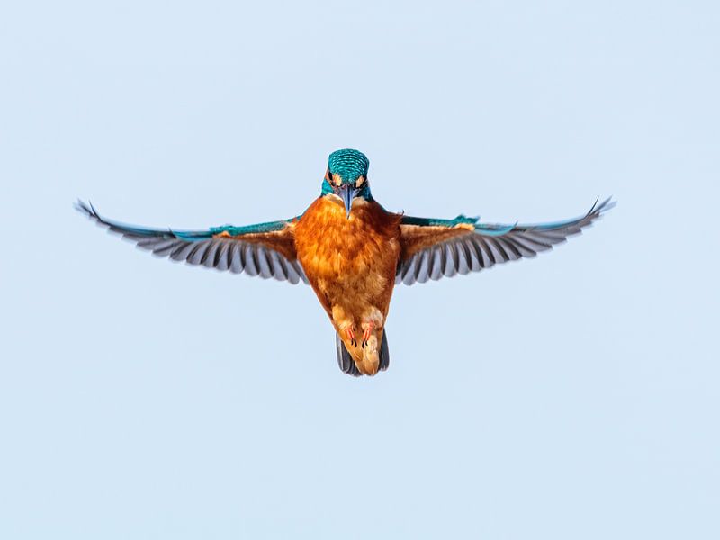 Der betende Eisvogel ist wie ein Blauer Engel von Arnoud van der Aart