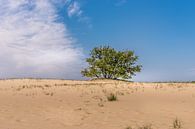 Loonse and Drunen dunes by Hans Stuurman thumbnail