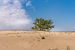 Loonse en Drunense duinen van Hans Stuurman
