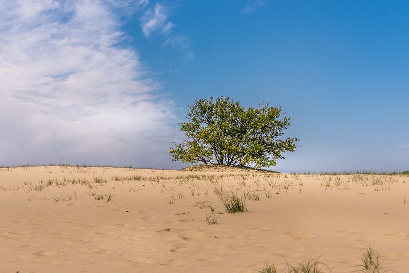 Loonse and Drunen dunes by Hans Stuurman