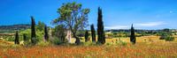 Landschaft mit Mohnfeld auf der Insel Mallorca.