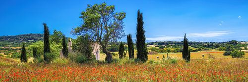 Landschap met klaprozenveld op het eiland Mallorca.