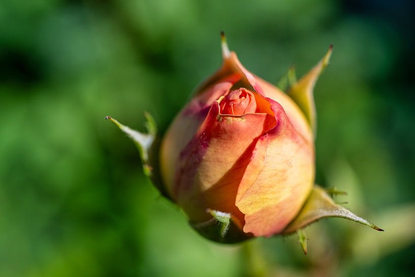 Ein Blick auf eine Rosenblüte von Andreas Völkel