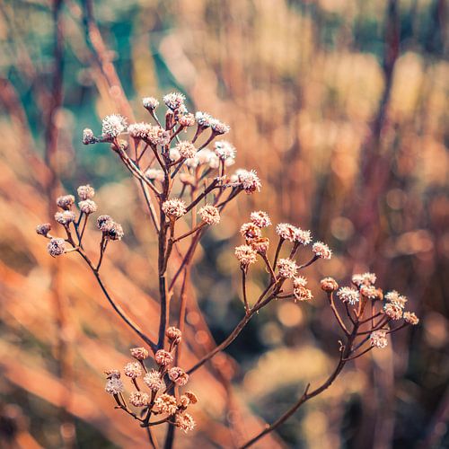 Branch of dry flowers in beautiful warm shades