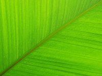 Groen palm blad 