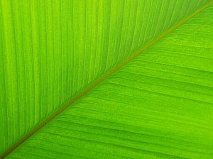 Groen palm blad  van Tessa Louwerens
