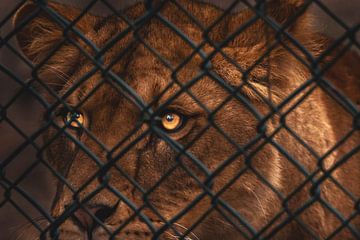 De blik van een leeuwin van Daniëlle Langelaar Photography