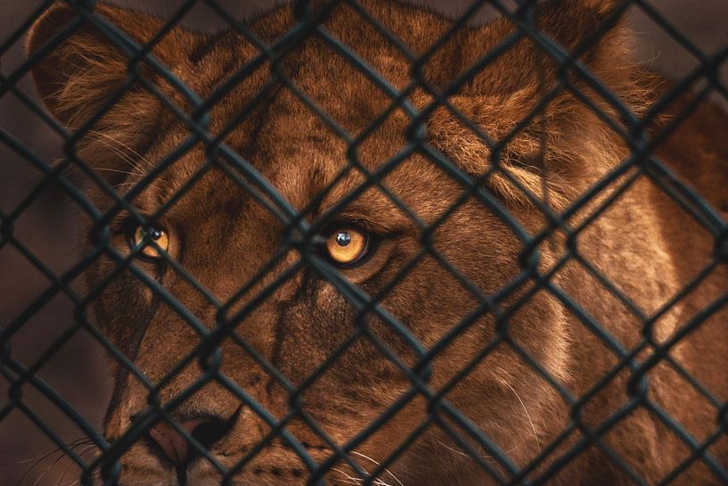 The gaze of a lioness by Daniëlle Langelaar Photography