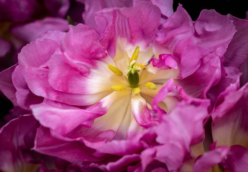 Wavy pink by Anouk Snijders