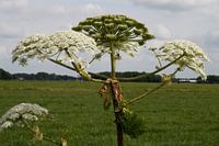 Bärenklau im Norden der Niederlande