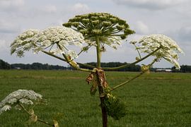 Hogweed in the north of the Netherlands