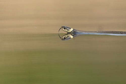 Grass snake by Rando Kromkamp