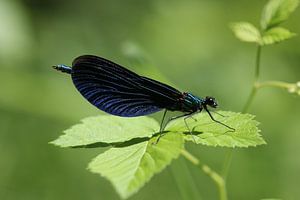 Caloptéryx à ailes bleues