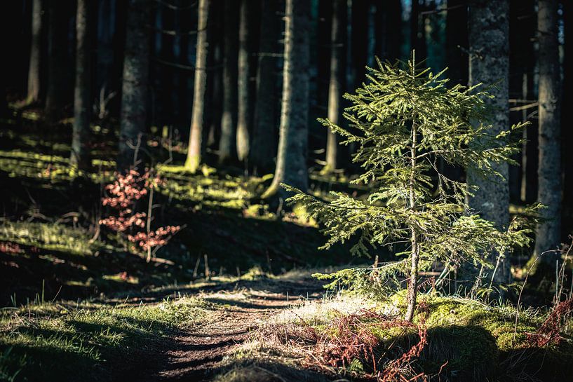 Nature by Meike Huibers
