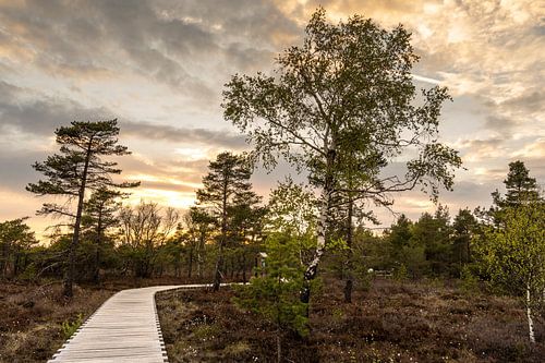 Das Schwarze Moor in der Rhön
