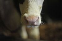 calf